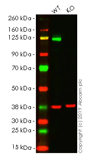 Western blot - Human CDH2 (N Cadherin) knockout HEK-293T cell lysate (AB263843)