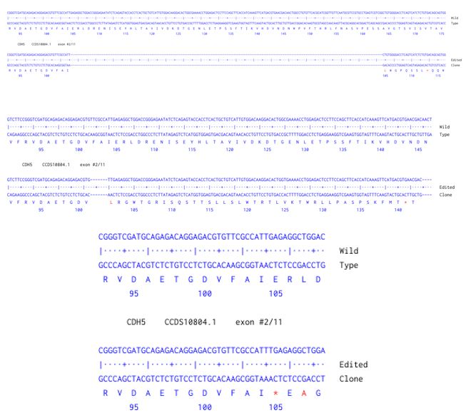 Next Generation Sequencing - Human CDH5 knockout A549  cell line (AB300885), expandable thumbnail