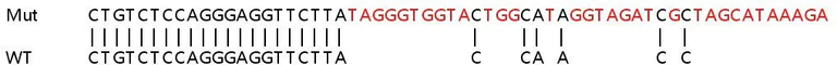 Sanger Sequencing - Human CDK11A (CDC2L2) knockout HEK-293T cell line (AB267306)