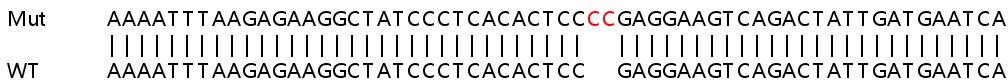 Sanger Sequencing - Human CDK17 (PCTAIRE2) knockout HeLa cell lysate (AB263144), expandable thumbnail