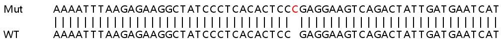 Sanger Sequencing - Human CDK17 (PCTAIRE2) knockout HeLa cell lysate (AB263144), expandable thumbnail