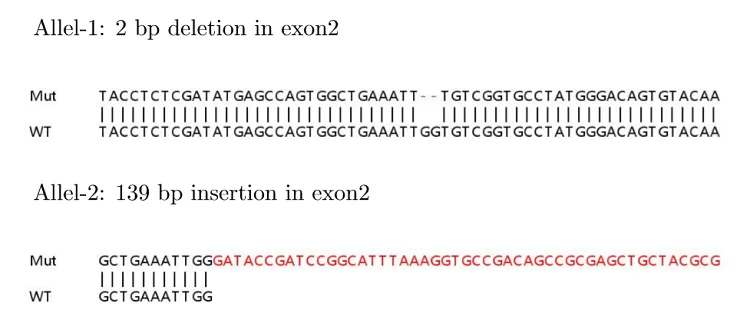Sanger Sequencing - Human CDK4 knockout HeLa cell lysate (AB263780)