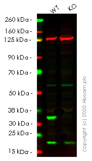 Western blot - Human CDK4 knockout HeLa cell lysate (AB263780)