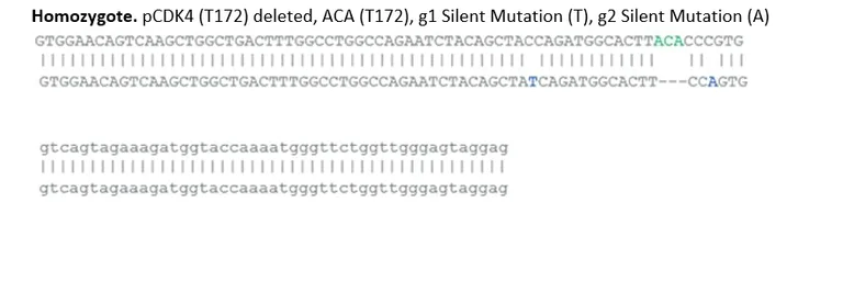 Sanger Sequencing - Human CDK4 mutation MCF7 cell line (AB308496)