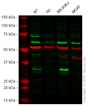 Western blot - Human CDK5 knockout HEK-293T cell line (AB266089)