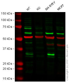 Human CDK5 knockout HEK-293T cell lysate
