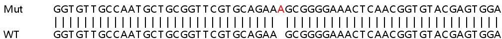 Sanger Sequencing - Human CDK5RAP3 knockout HeLa cell line (AB265795), expandable thumbnail