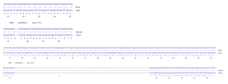 Next Generation Sequencing - Human CDK6 knockout HCT116 cell line (AB287306)