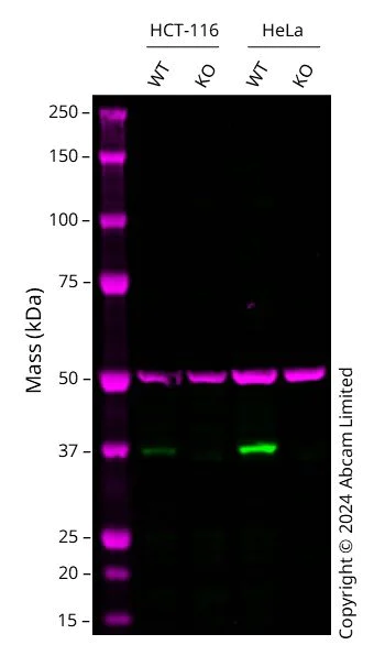 Western blot - Human CDK6 knockout HCT116 cell line (AB287306)