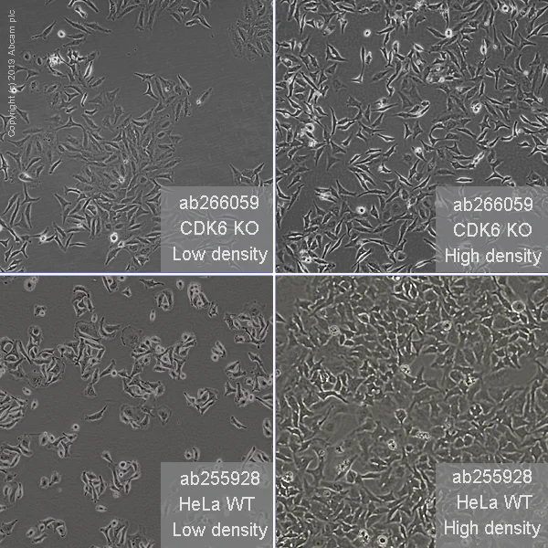 Cell Culture - Human CDK6 knockout HeLa cell line (AB266059)