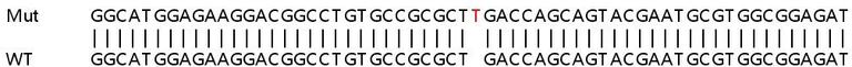 Sanger Sequencing - Human CDK6 knockout HeLa cell line (AB266059)