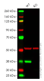 Western blot - Human CDK6 knockout HeLa cell lysate (AB257088)