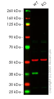 Western blot - Human CDK6 knockout HeLa cell lysate (AB257088)