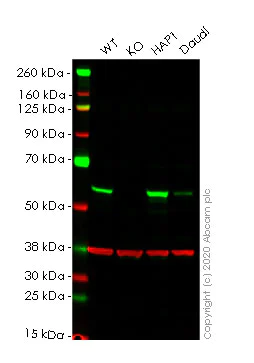 Western blot - Human CDK8 knockout HeLa cell lysate (AB257885)