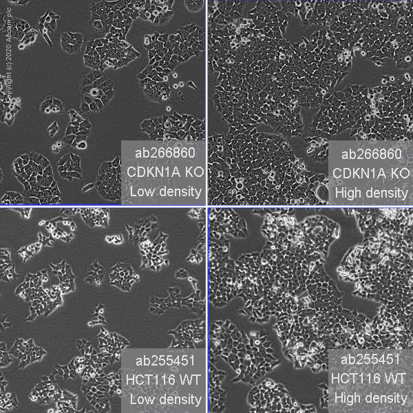 Cell Culture - Human CDKN1A knockout HCT116 cell line (AB266860)