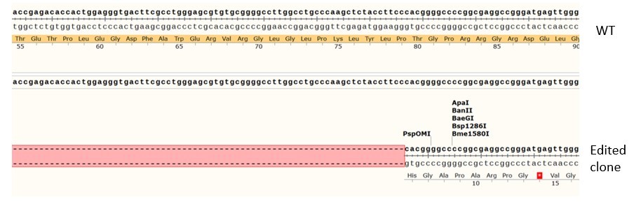 Sanger Sequencing - Human CDKN1A knockout HCT116 cell line (AB288187), expandable thumbnail