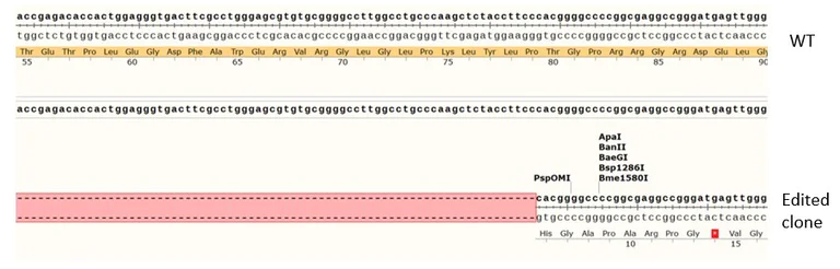 Sanger Sequencing - Human CDKN1A knockout HCT116 cell line (AB288187)