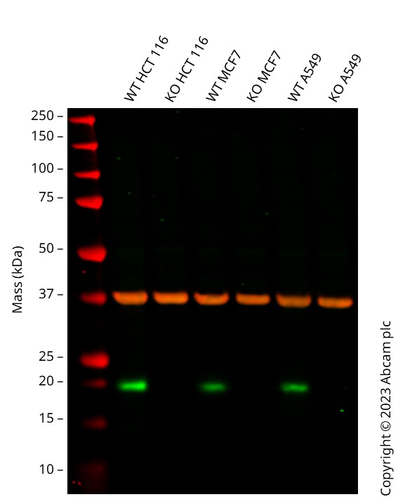 Western blot - Human CDKN1A knockout HCT116 cell line (AB288187), expandable thumbnail