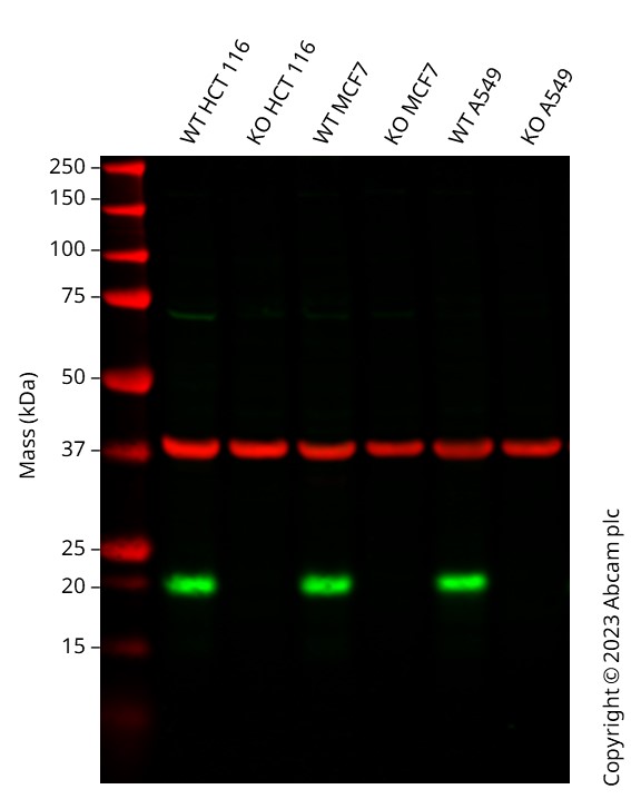 Western blot - Human CDKN1A knockout HCT116 cell line (AB288187), expandable thumbnail