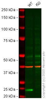 Western blot - Human CDKN1A knockout HCT116 cell lysate (AB256870)