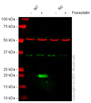 Western blot - Human CDKN1A knockout HeLa cell line (AB255349)