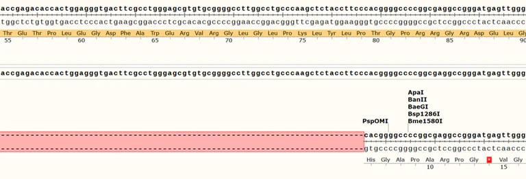 Sanger Sequencing - Human CDKN1A knockout MCF7 cell line (AB288200)