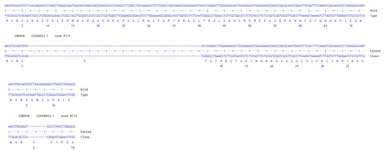 Next Generation Sequencing - Human CDKN1B knockout HCT116 cell line (AB286580)