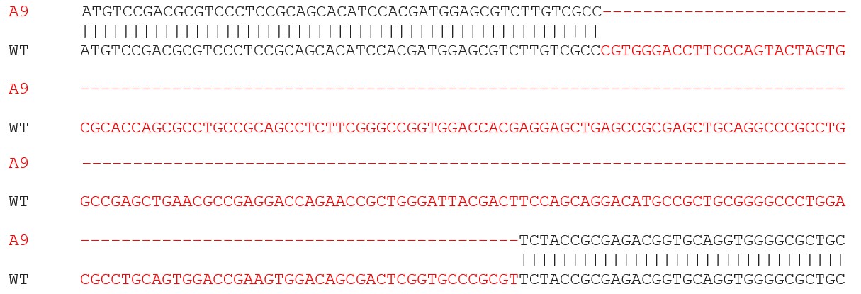 Sanger Sequencing - Human CDKN1C (p57 Kip2) knockout HeLa cell lysate (AB280120), expandable thumbnail
