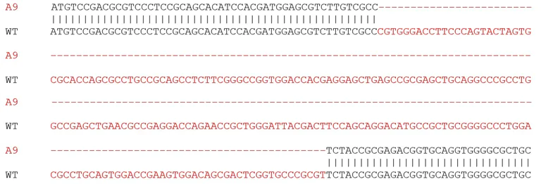 Sanger Sequencing - Human CDKN1C (p57 Kip2) knockout HeLa cell lysate (AB280120)