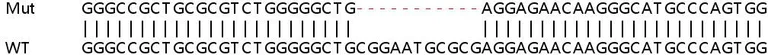 Sanger Sequencing - Human CDKN2B (p15 INK4b) knockout HeLa cell lysate (AB257267)