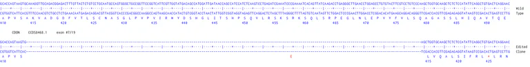 Next Generation Sequencing - Human CDON knockout A549 cell line (AB326028)