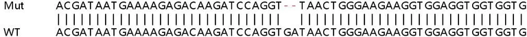 Sanger Sequencing - Human CDV3 knockout HEK-293T cell line (AB266466)