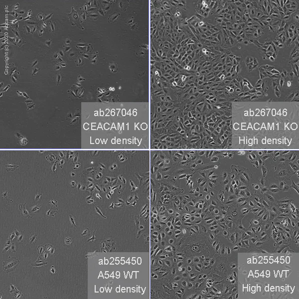 Cell Culture - Human CEACAM1 knockout A549 cell line (AB267046)