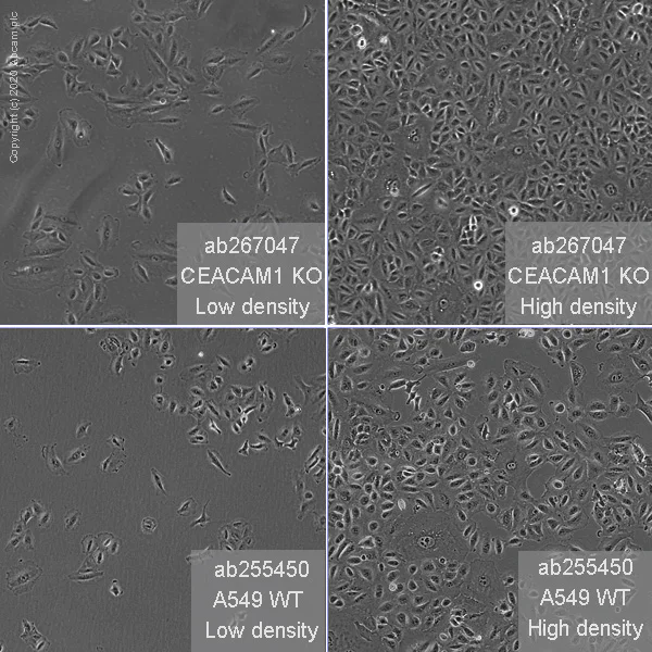 Cell Culture - Human CEACAM1 knockout A549 cell line (AB267047)