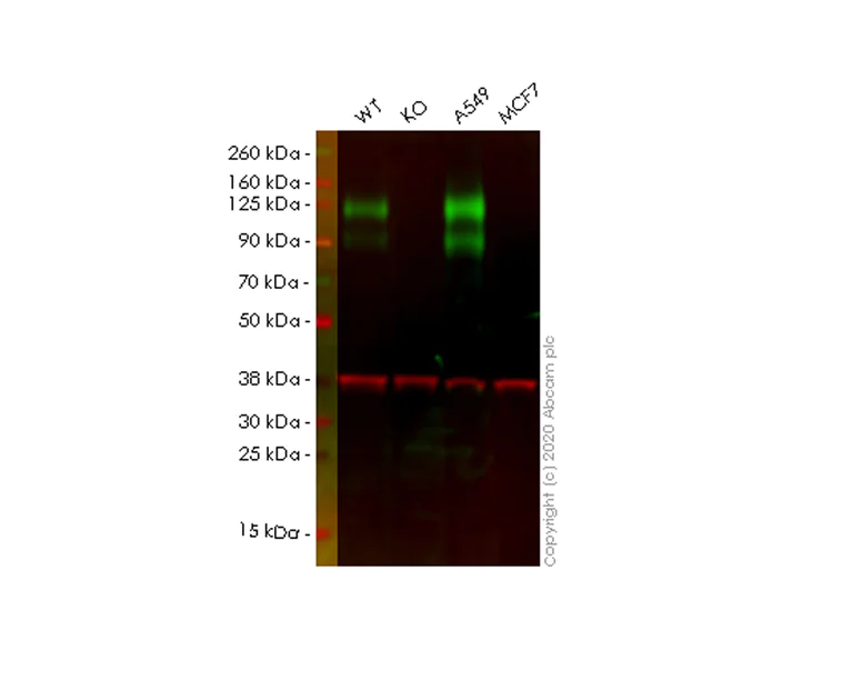 Western blot - Human CEACAM1 knockout A549 cell line (AB267047)