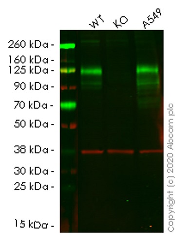 Human CEACAM1 knockout A549 cell lysate
