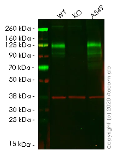 Western blot - Human CEACAM1 knockout A549 cell lysate (AB257388)