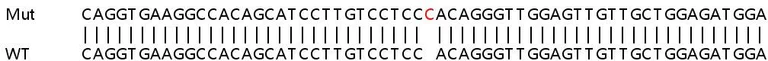 Sanger Sequencing - Human CEACAM1 knockout A549 cell lysate (AB257389)