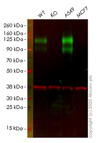 Western blot - Human CEACAM1 knockout A549 cell lysate (AB257389)