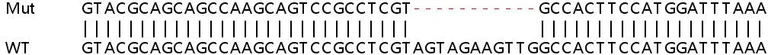 Sanger Sequencing - Human CEBPB (CEBP Beta) knockout HeLa cell line (AB261771)
