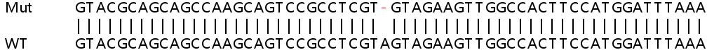 Sanger Sequencing - Human CEBPB (CEBP Beta) knockout HeLa cell lysate (AB256874), expandable thumbnail
