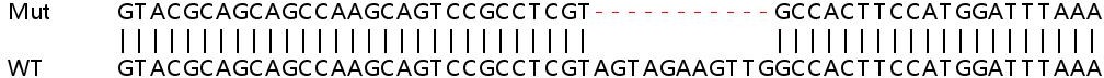 Sanger Sequencing - Human CEBPB (CEBP Beta) knockout HeLa cell lysate (AB256874), expandable thumbnail