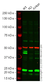Western blot - Human CEBPB (CEBP Beta) knockout HeLa cell lysate (AB256874)