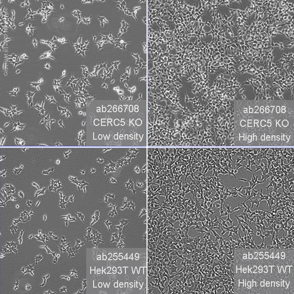 Cell Culture - Human CECR5 knockout HEK-293T cell line (AB266708)