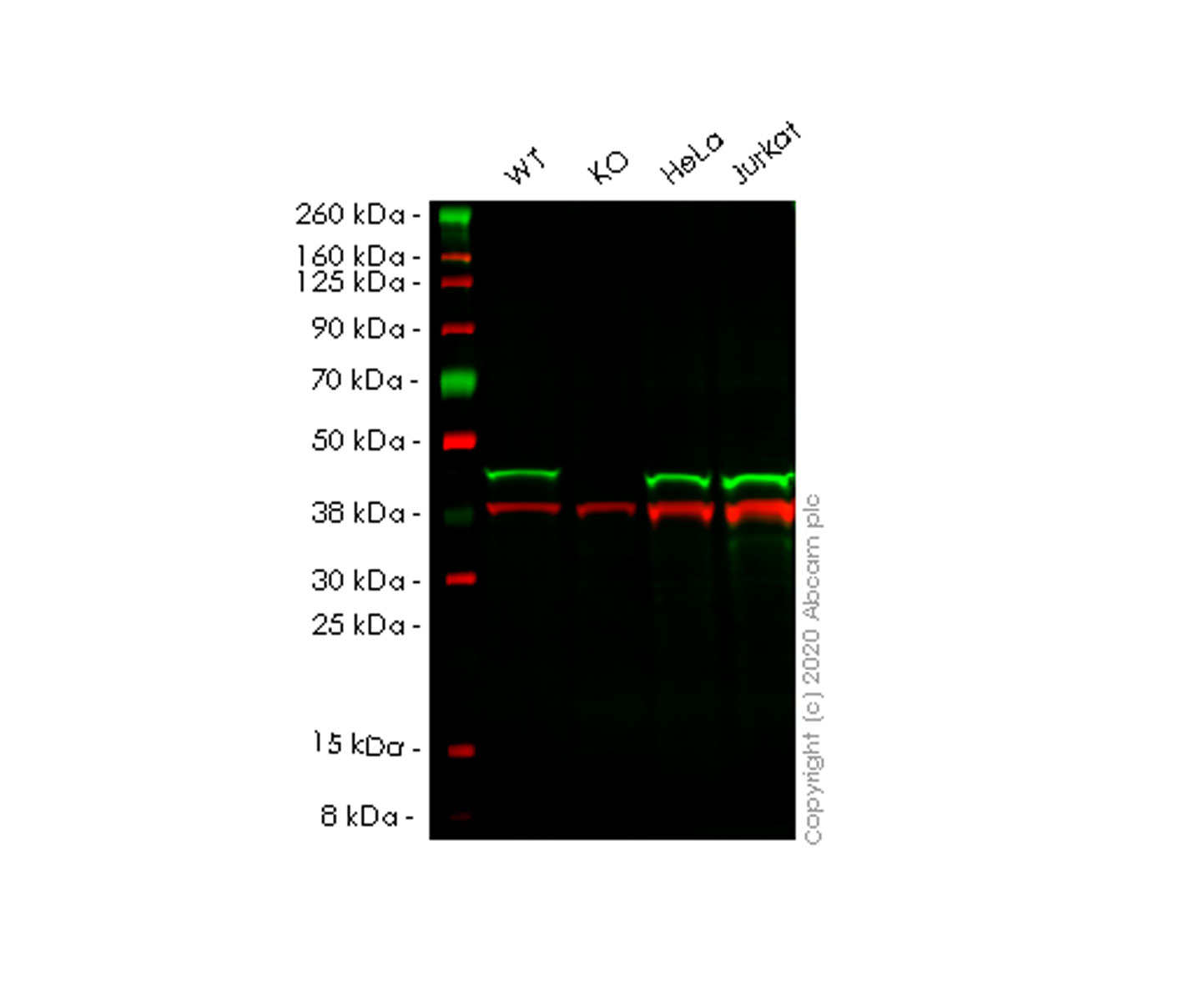 Western blot - Human CECR5 knockout HEK-293T cell line (AB266708), expandable thumbnail