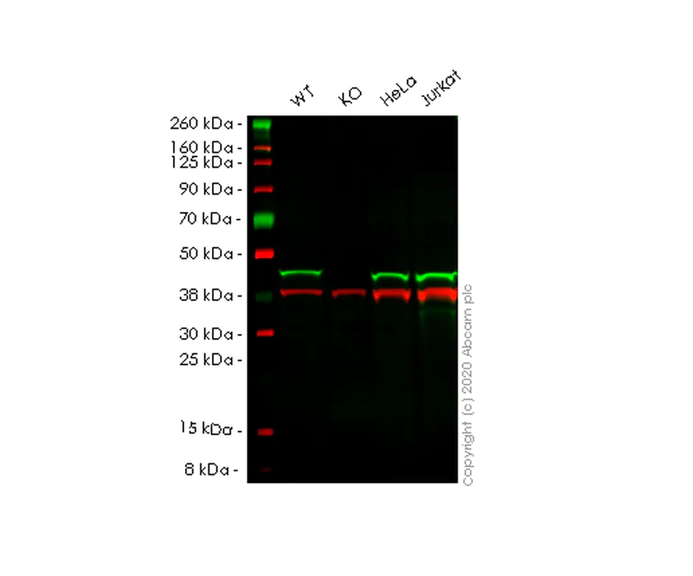 Western blot - Human CECR5 knockout HEK-293T cell line (AB266708)