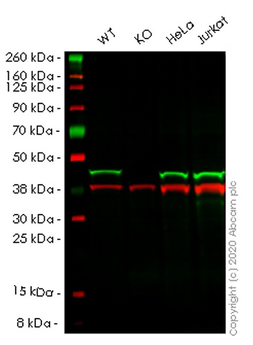 Human CECR5 knockout HEK-293T cell lysate