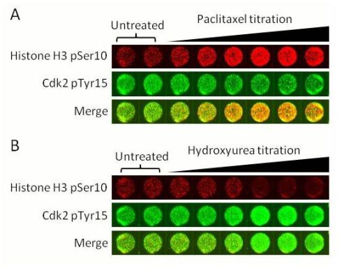 In-Cell ELISA - Human Cell Cycle In-Cell ELISA kit (IR) (AB139412), expandable thumbnail