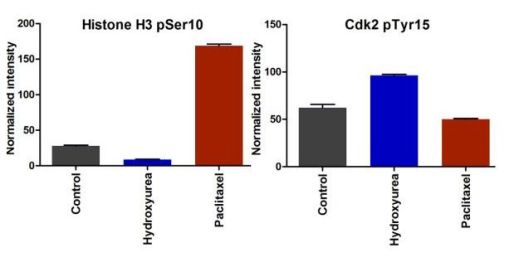 In-Cell ELISA - Human Cell Cycle In-Cell ELISA kit (IR) (AB139412), expandable thumbnail
