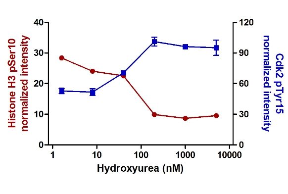 In-Cell ELISA - Human Cell Cycle In-Cell ELISA kit (IR) (AB139412), expandable thumbnail
